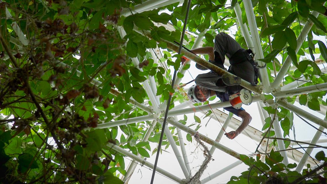 UA researcher Tyeen Taylor goes high into Biosphere 2 in his study of plant volatiles, the molecular compounds that are small enough to become a gas. UA researcher Tyeen Taylor goes high into Biosphere 2 in his study of plant volatiles, the molecular compounds that are small enough to become a gas.